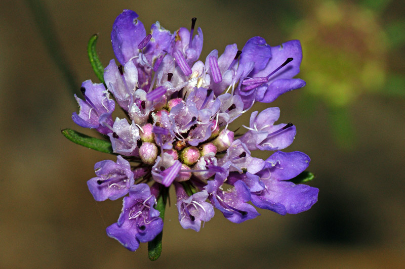 Sixalix atropurpurea